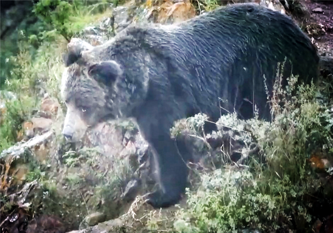 岭东暴熊队对阵江畔雪豹队，篮球巡回赛险胜，内线统治篮板——门前嗅觉决定胜负(2024年4月29日广东对阵辽宁篮球比赛结果)